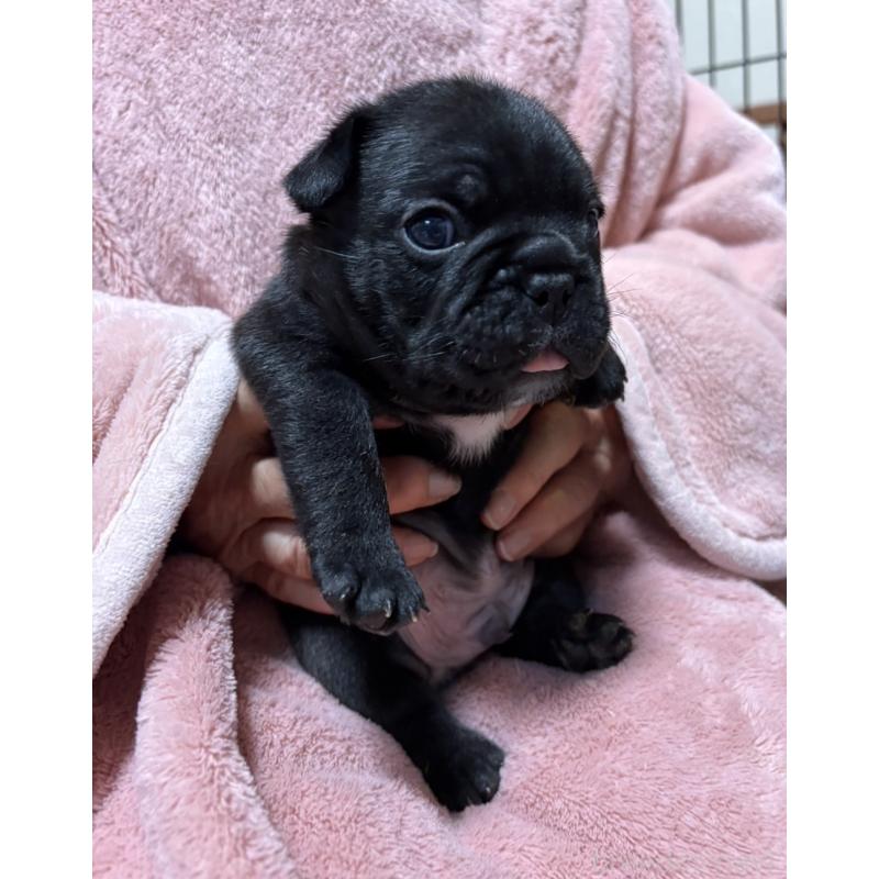 販売中の静岡県のフレンチブルドッグ-433289の2枚目