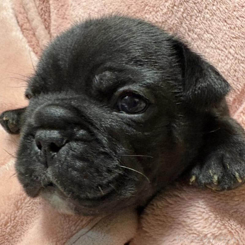 販売中の静岡県のフレンチブルドッグ-433289