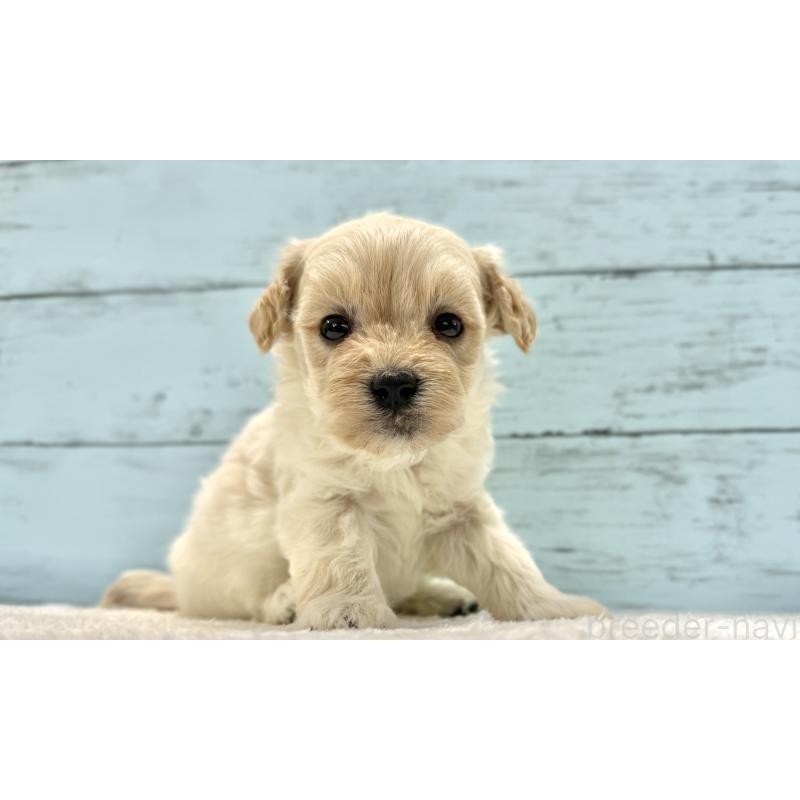 販売中の千葉県のマルプー:マルチーズ×トイプードル-432338の38枚目