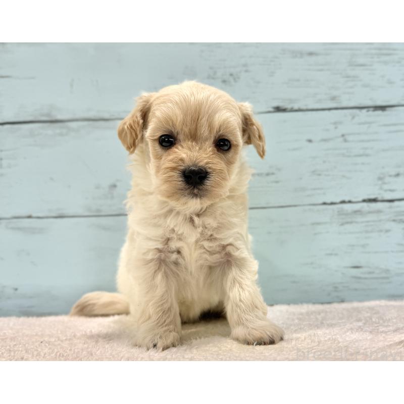 販売中の千葉県のマルプー:マルチーズ×トイプードル-432338の37枚目