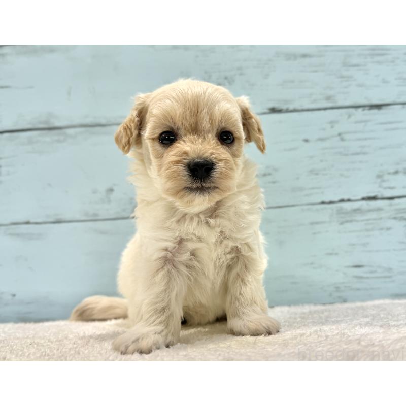 販売中の千葉県のマルプー:マルチーズ×トイプードル-432338の36枚目