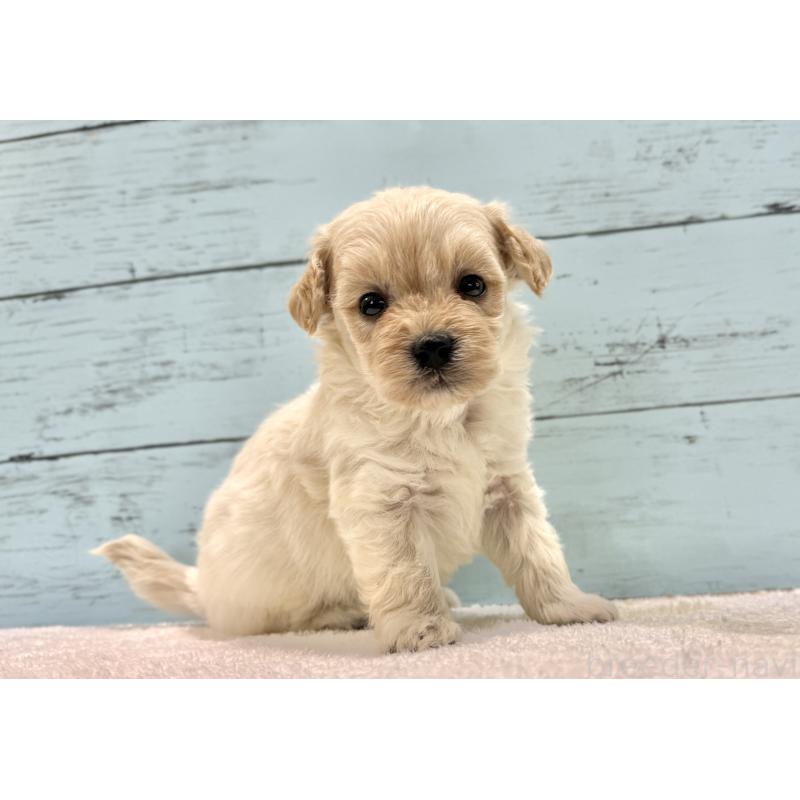 販売中の千葉県のマルプー:マルチーズ×トイプードル-432338の35枚目