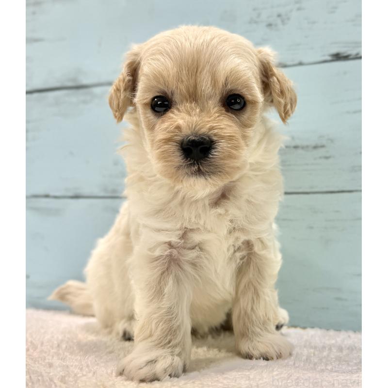 販売中の千葉県のマルプー:マルチーズ×トイプードル-432338の32枚目