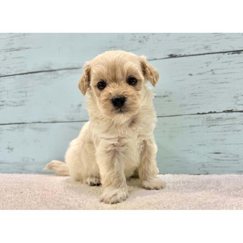 販売中の千葉県のマルプー:マルチーズ×トイプードル-432338の30枚目