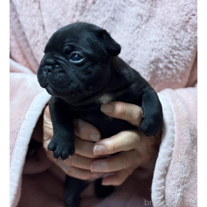 販売中の静岡県のフレンチブルドッグ-433290の5枚目