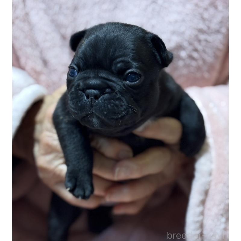 販売中の静岡県のフレンチブルドッグ-433290の4枚目