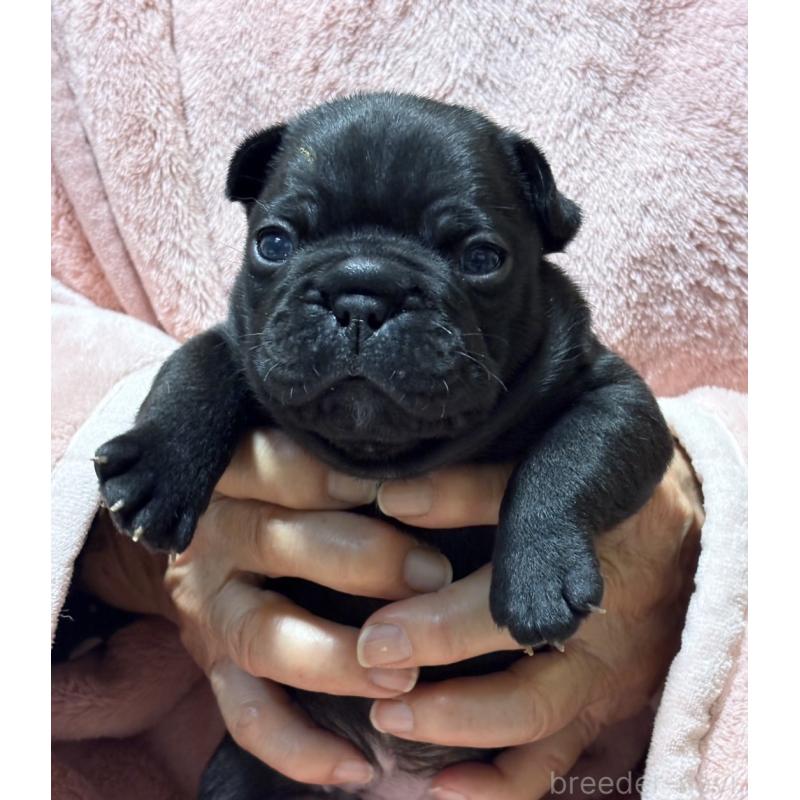 販売中の静岡県のフレンチブルドッグ-433290の3枚目