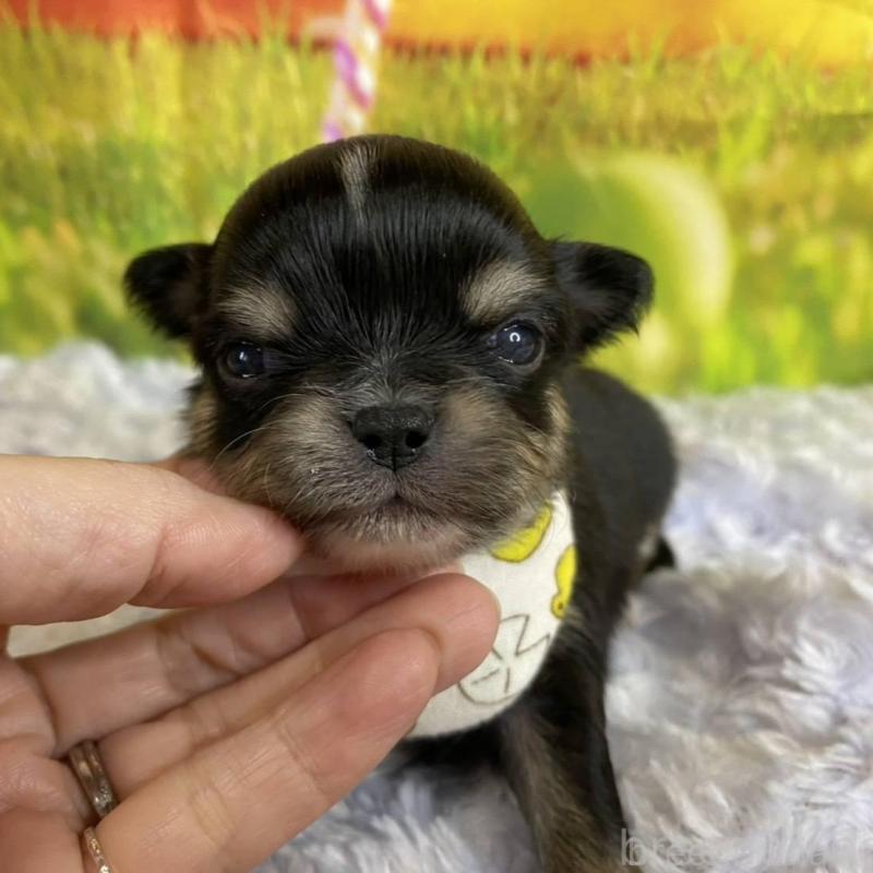 販売中の神奈川県のチワワ(ロングコート)-433291の5枚目