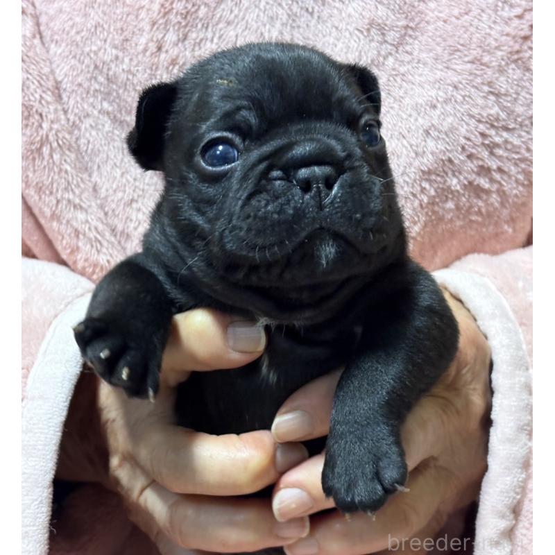 販売中の静岡県のフレンチブルドッグ-433290の2枚目