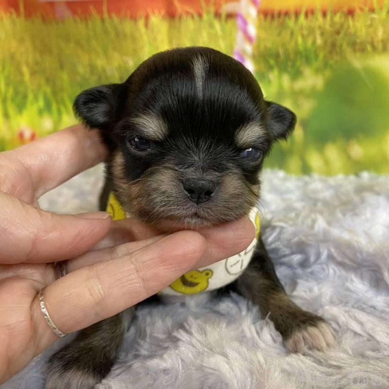 販売中の神奈川県のチワワ(ロングコート)-433291