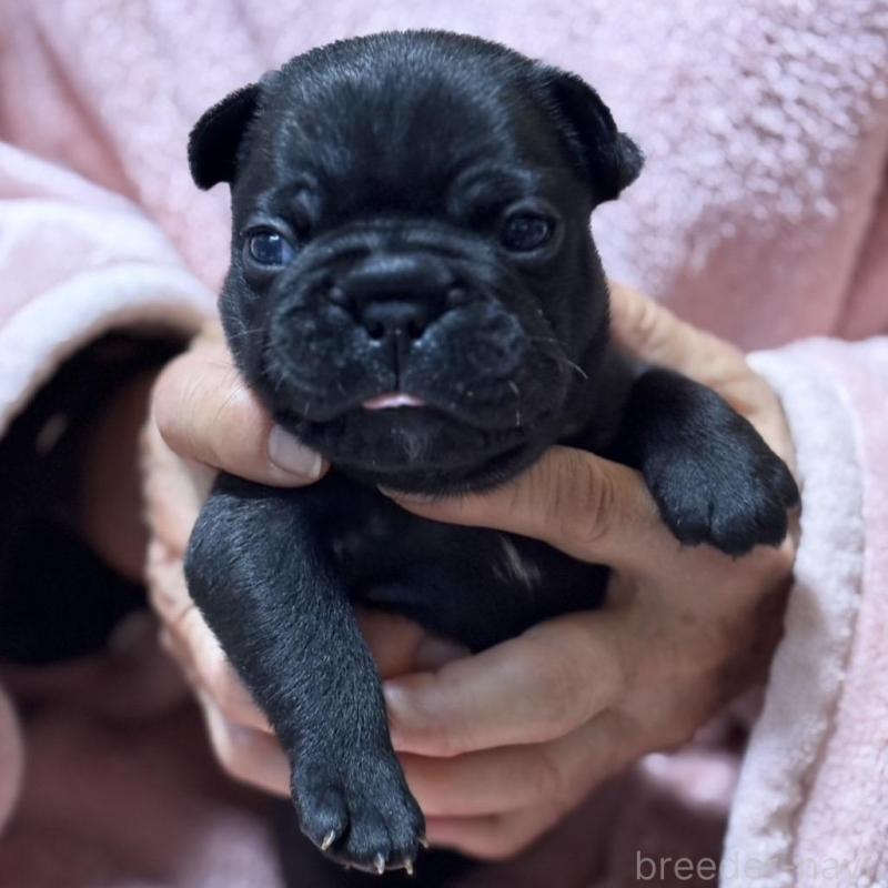 販売中の静岡県のフレンチブルドッグ-433290