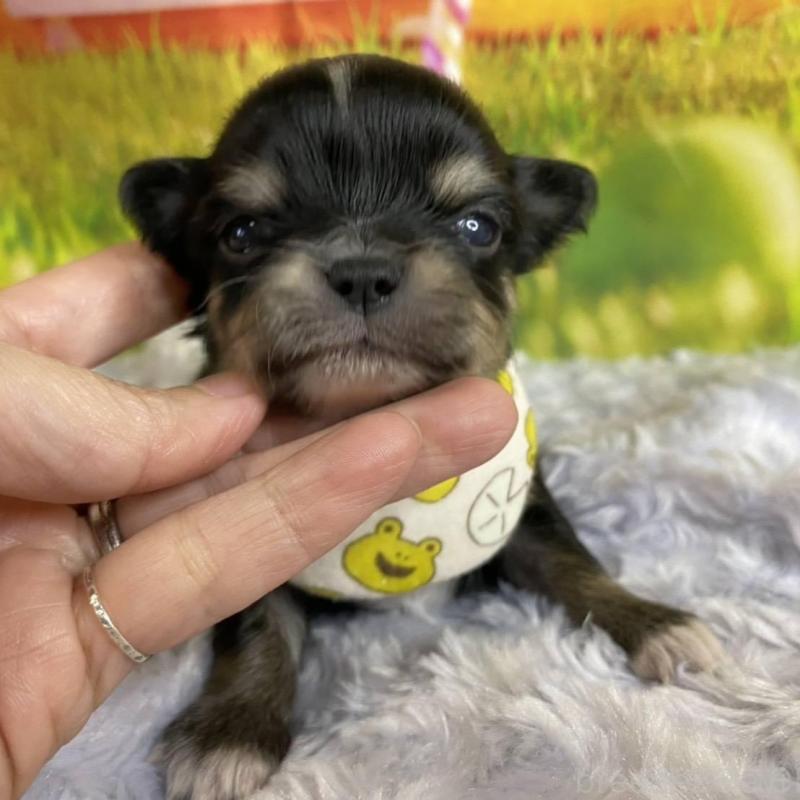 販売中の神奈川県のチワワ(ロングコート)-433291の4枚目