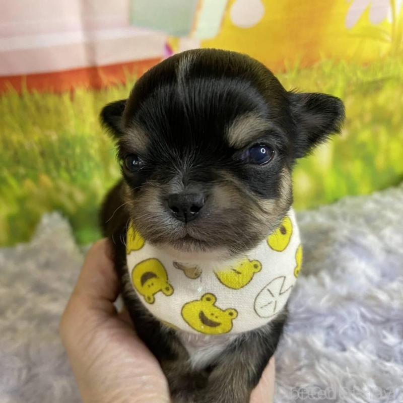 販売中の神奈川県のチワワ(ロングコート)-433291の3枚目