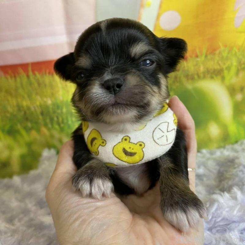 販売中の神奈川県のチワワ(ロングコート)-433291の2枚目