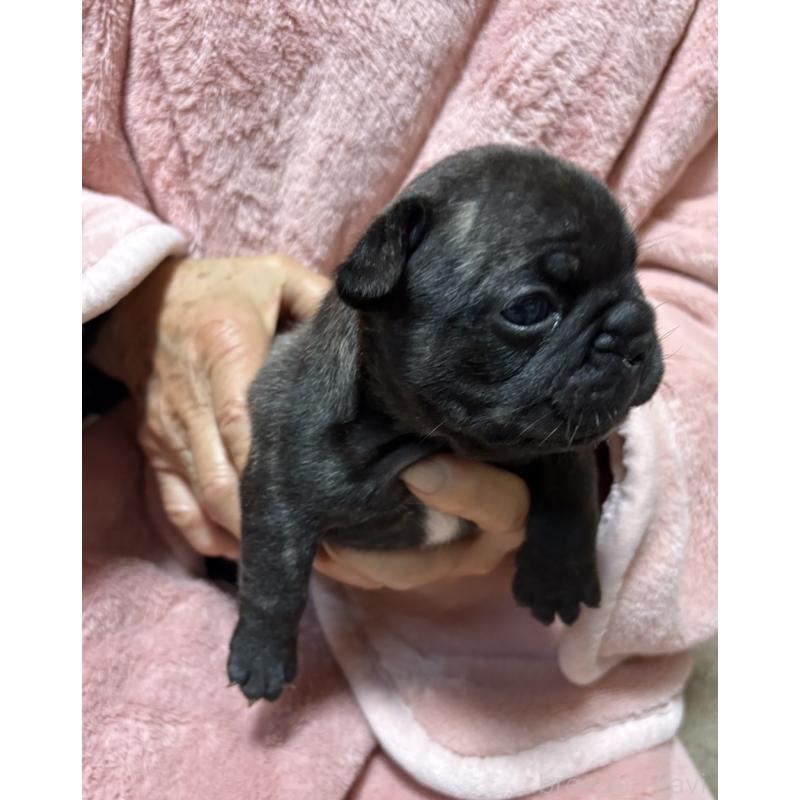 販売中の静岡県のフレンチブルドッグ-433292の4枚目