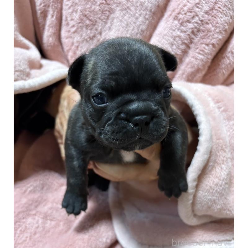 販売中の静岡県のフレンチブルドッグ-433292の3枚目