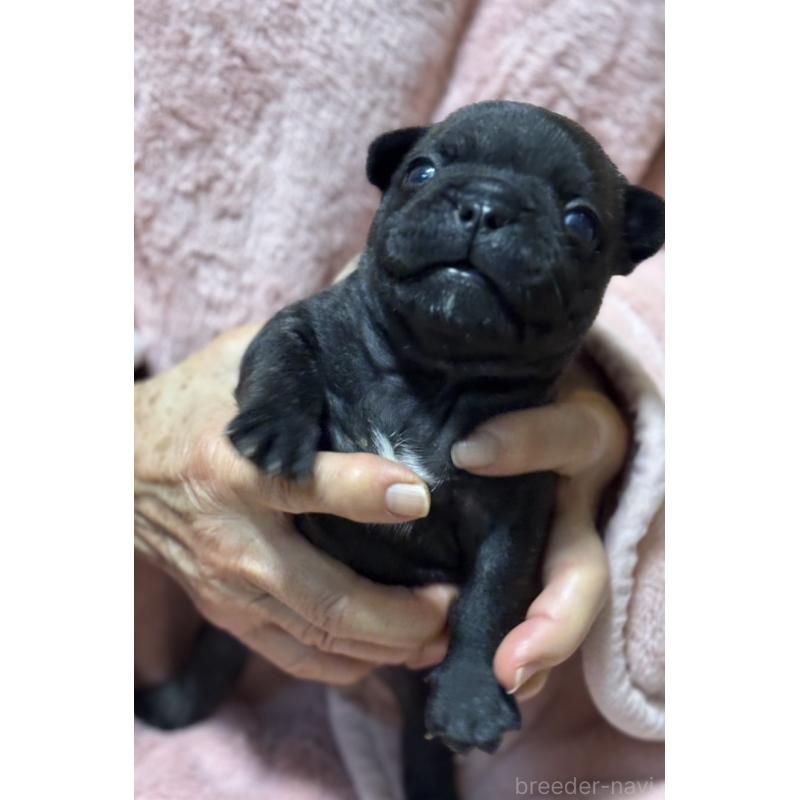 販売中の静岡県のフレンチブルドッグ-433292の2枚目