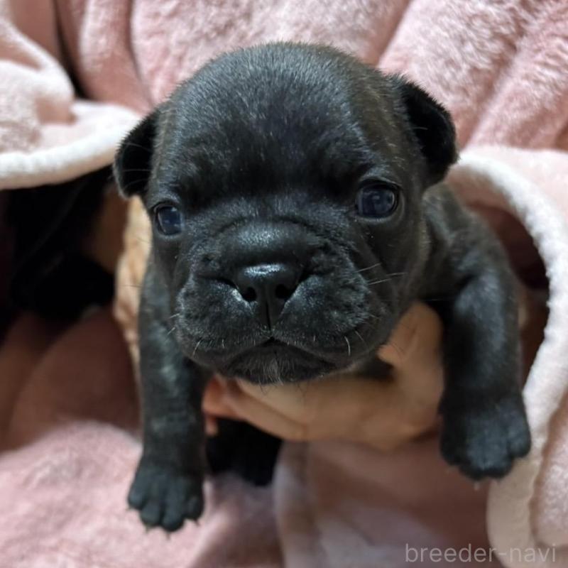 販売中の静岡県のフレンチブルドッグ-433292の1枚目