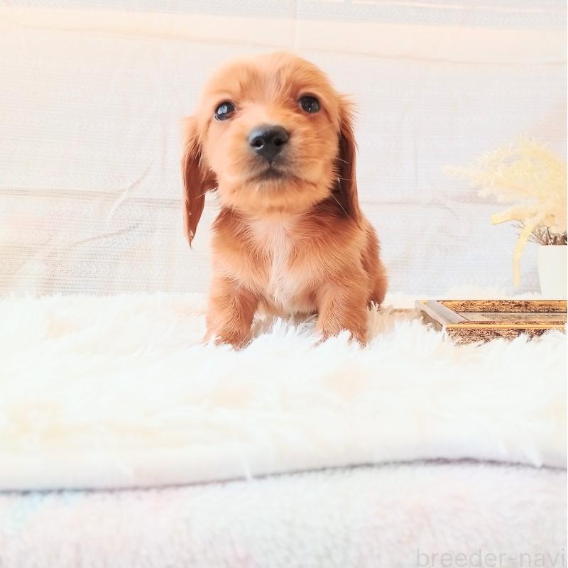 成約済の和歌山県のミニチュアダックスフンド(ロングヘアード)-432367の8枚目