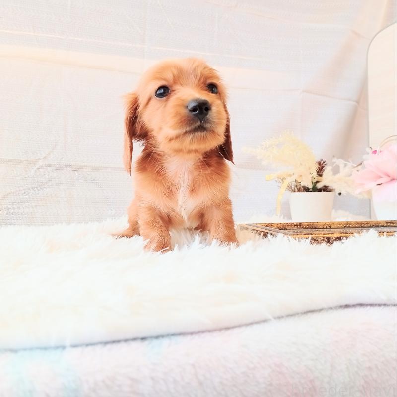 成約済の和歌山県のミニチュアダックスフンド(ロングヘアード)-432367の7枚目