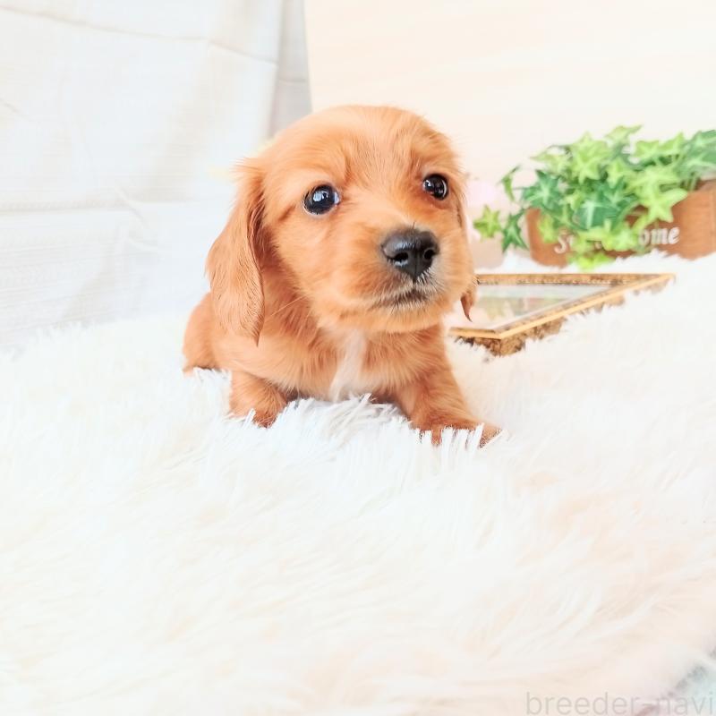 成約済の和歌山県のミニチュアダックスフンド(ロングヘアード)-432367の5枚目