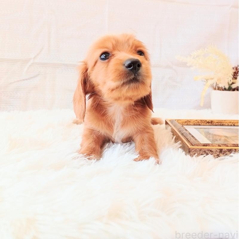 成約済の和歌山県のミニチュアダックスフンド(ロングヘアード)-432367の4枚目