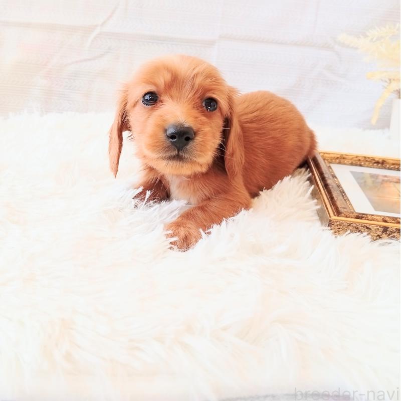 成約済の和歌山県のミニチュアダックスフンド(ロングヘアード)-432367の3枚目