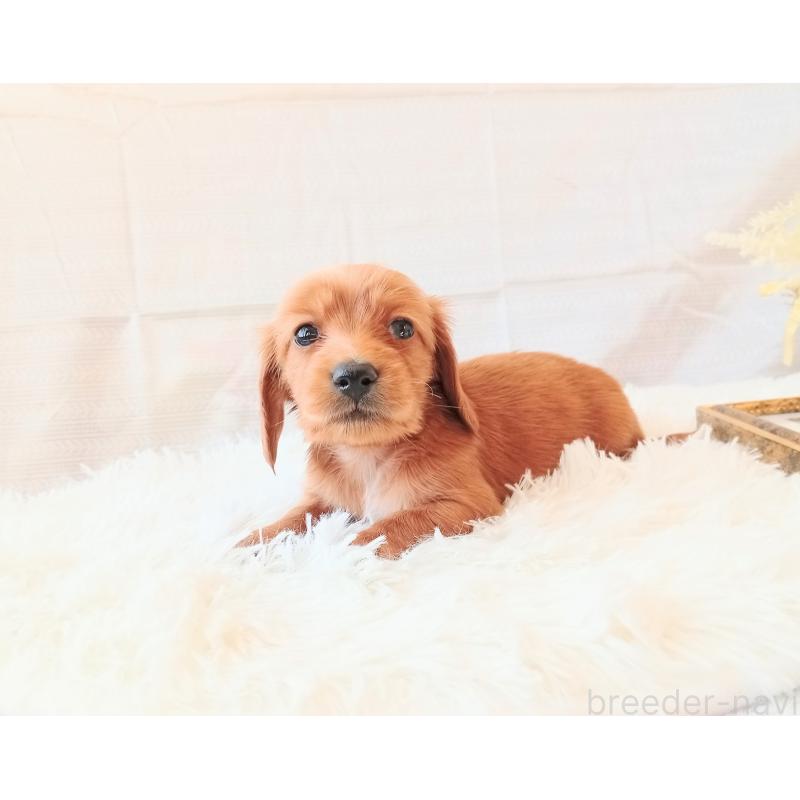 成約済の和歌山県のミニチュアダックスフンド(ロングヘアード)-432367の2枚目