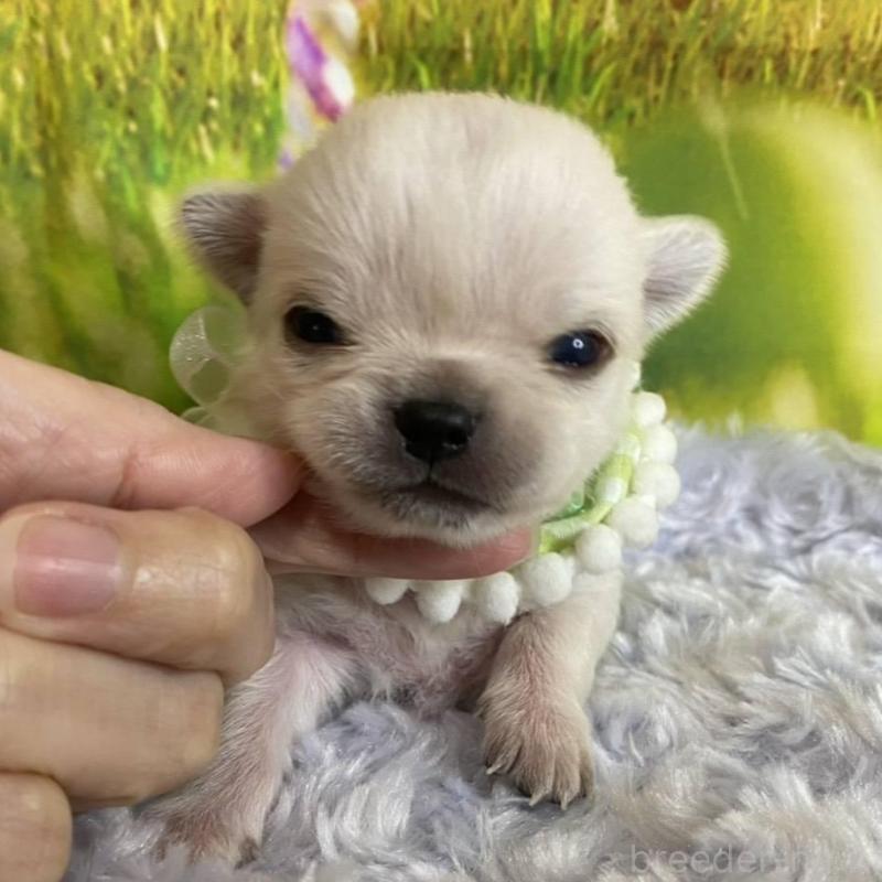 販売中の神奈川県のチワワ(ロングコート)-433293の6枚目