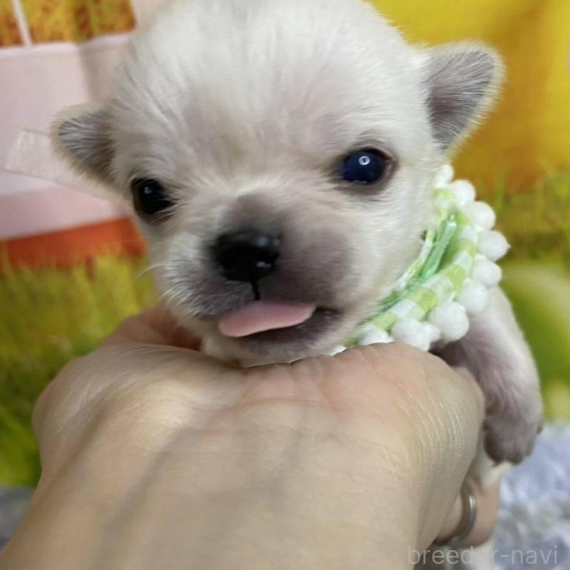 販売中の神奈川県のチワワ(ロングコート)-433293の1枚目