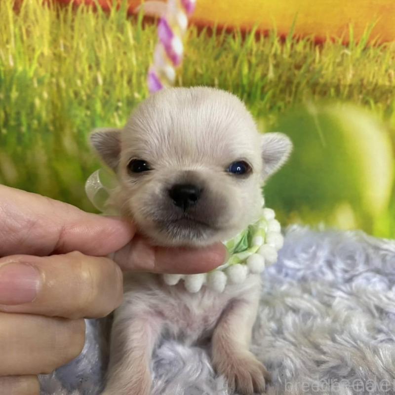 販売中の神奈川県のチワワ(ロングコート)-433293の4枚目