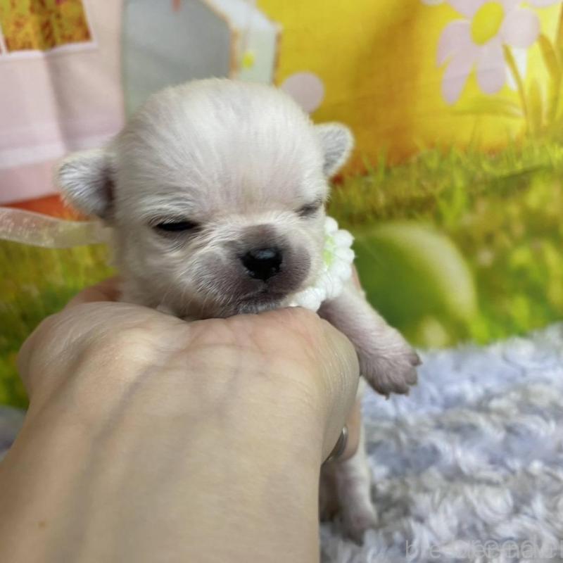 販売中の神奈川県のチワワ(ロングコート)-433293の2枚目