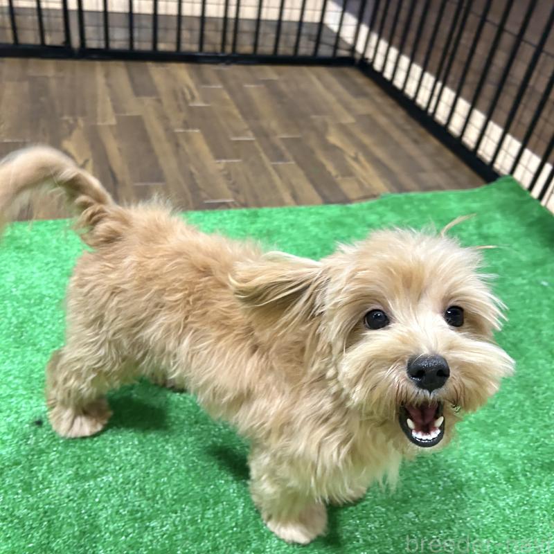 販売中の栃木県のマルプー:マルチーズ×トイプードル-415737の11枚目