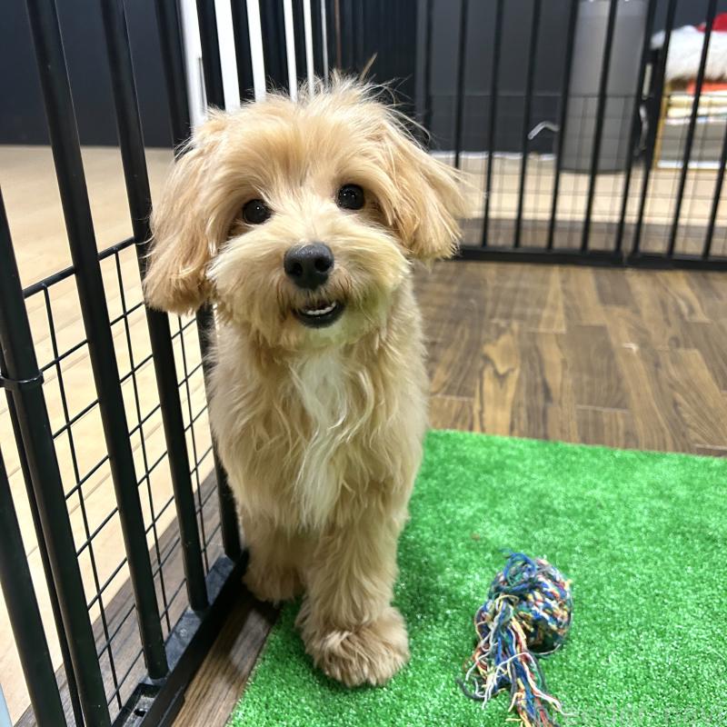 販売中の栃木県のマルプー:マルチーズ×トイプードル-415737の10枚目