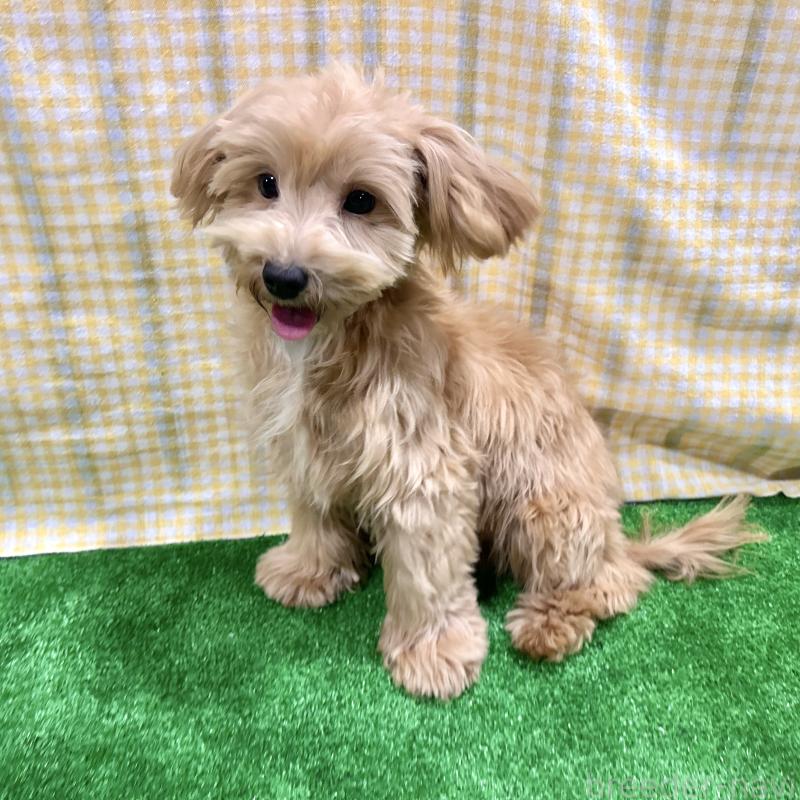 販売中の栃木県のマルプー:マルチーズ×トイプードル-415737の9枚目