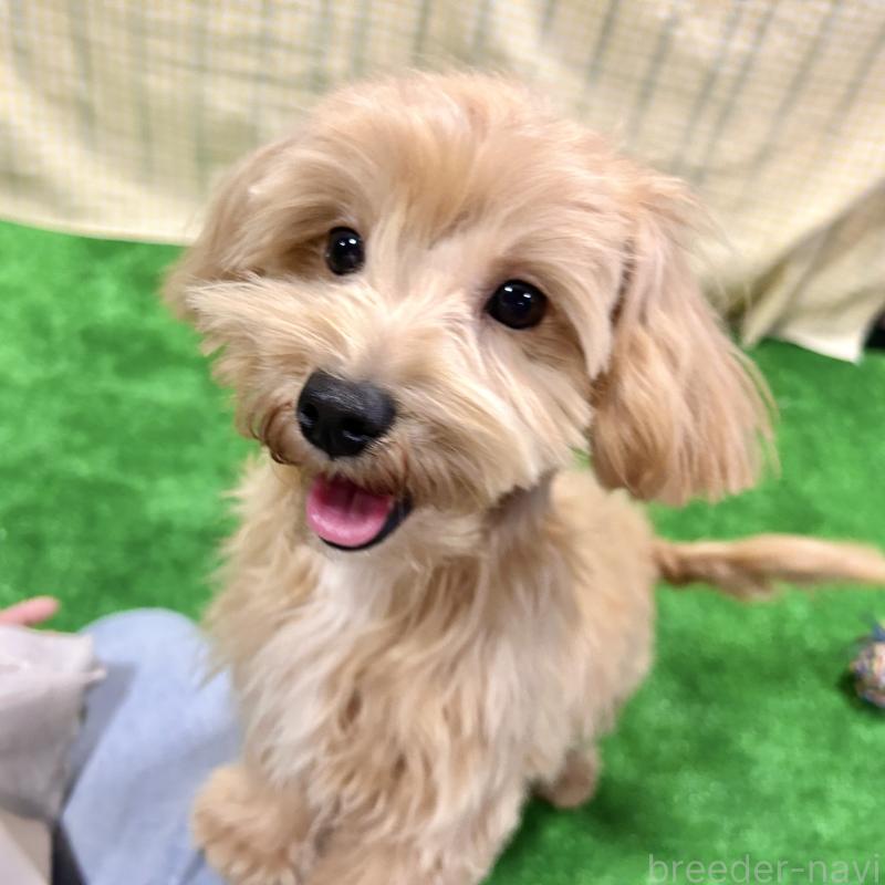 販売中の栃木県のマルプー:マルチーズ×トイプードル-415737