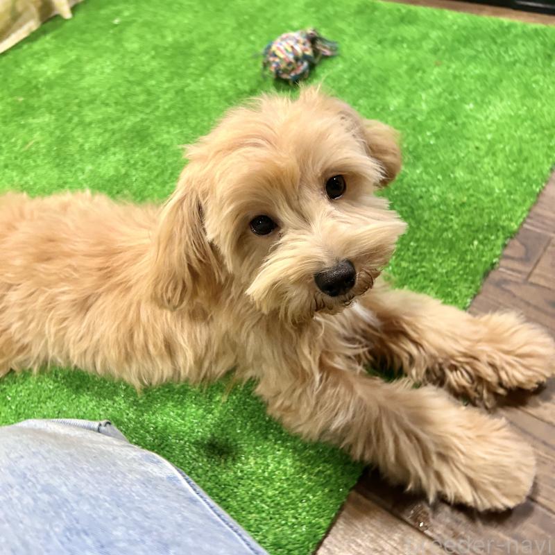 販売中の栃木県のマルプー:マルチーズ×トイプードル-415737の8枚目