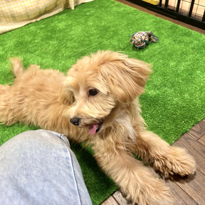 販売中の栃木県のマルプー:マルチーズ×トイプードル-415737の7枚目