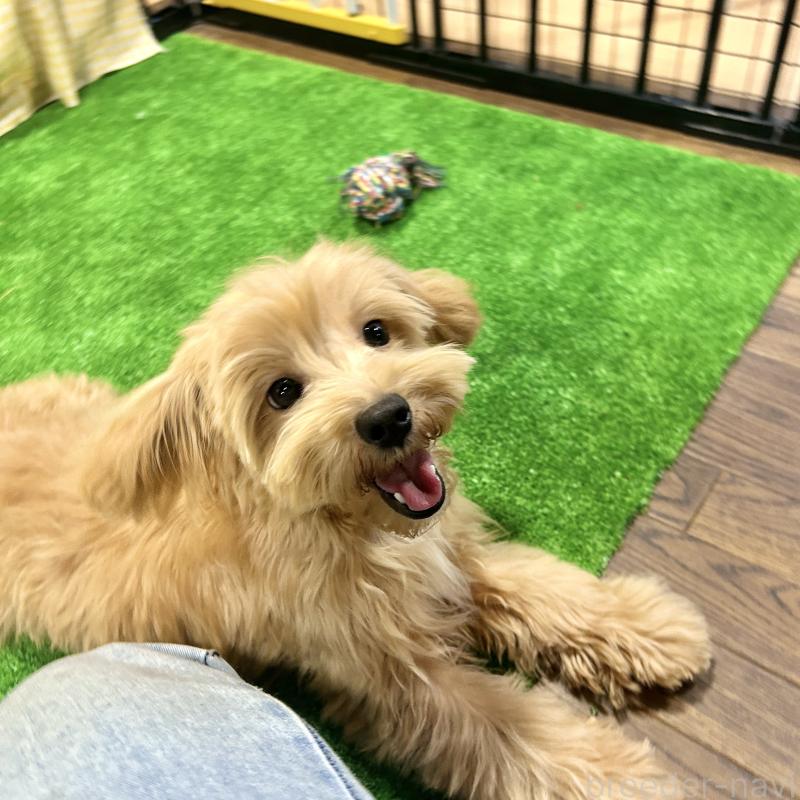 販売中の栃木県のマルプー:マルチーズ×トイプードル-415737の6枚目