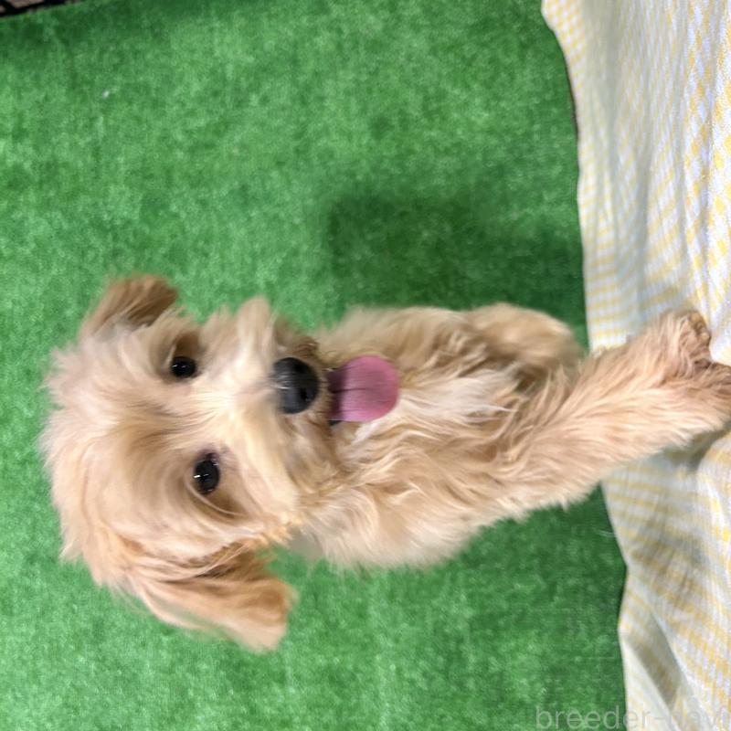 販売中の栃木県のマルプー:マルチーズ×トイプードル-415737の5枚目