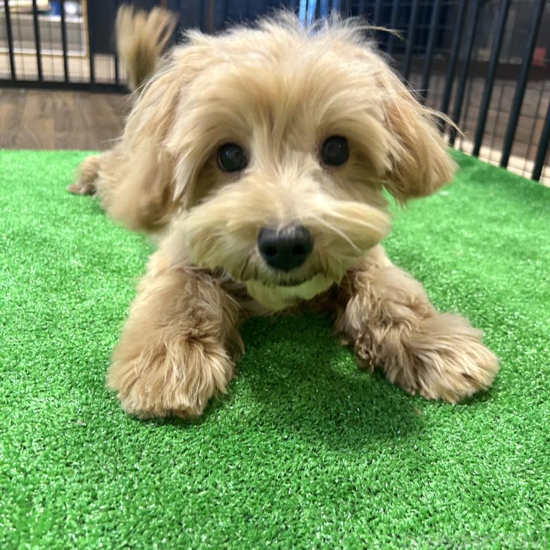 販売中の栃木県のマルプー:マルチーズ×トイプードル-415737の4枚目