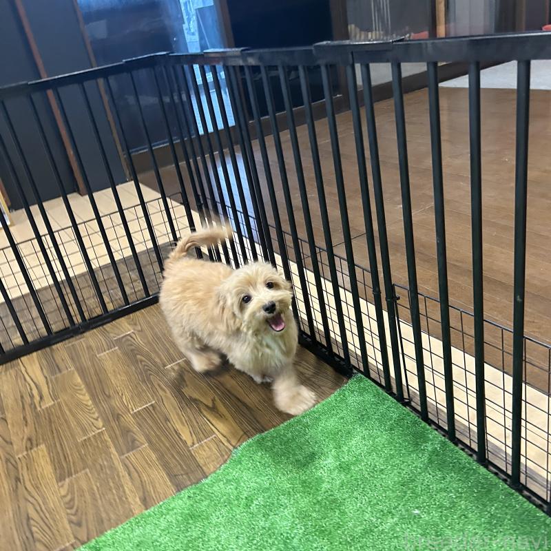 販売中の栃木県のマルプー:マルチーズ×トイプードル-415737の3枚目