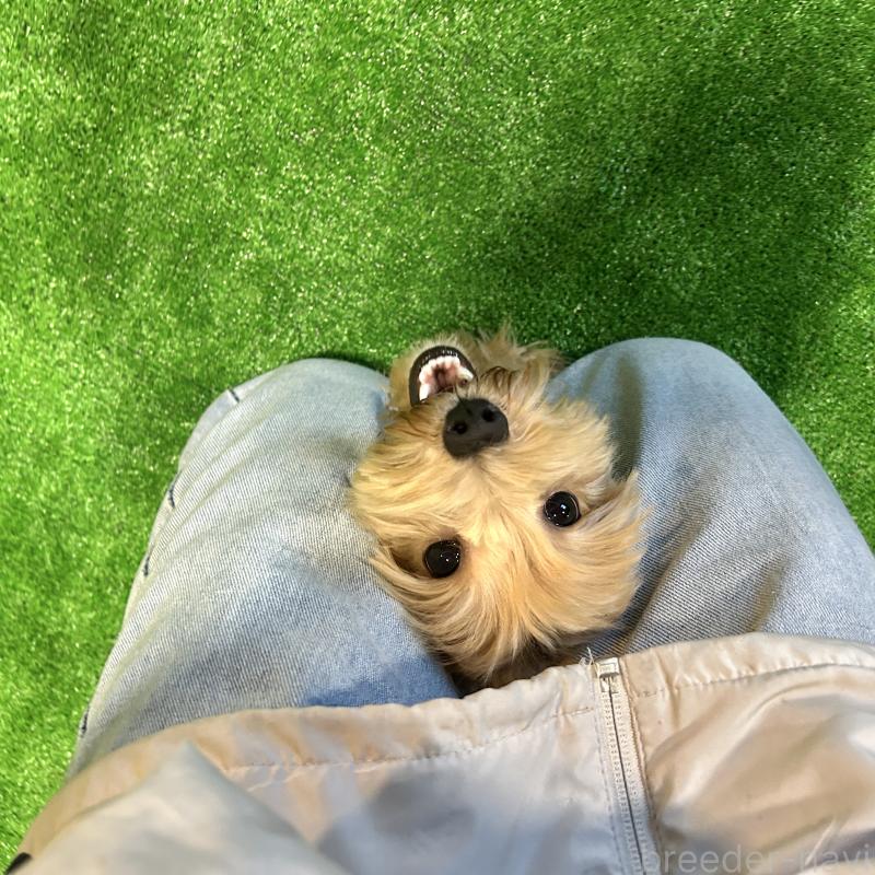 販売中の栃木県のマルプー:マルチーズ×トイプードル-415737の2枚目