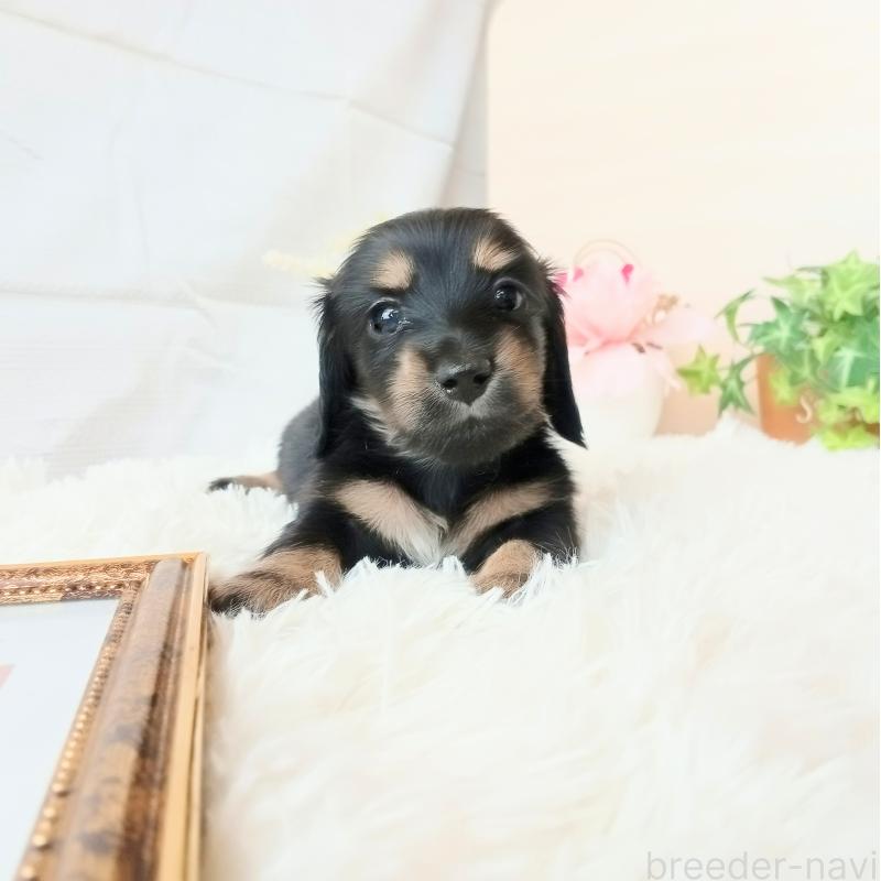 成約済の和歌山県のミニチュアダックスフンド(ロングヘアード)-432362の16枚目