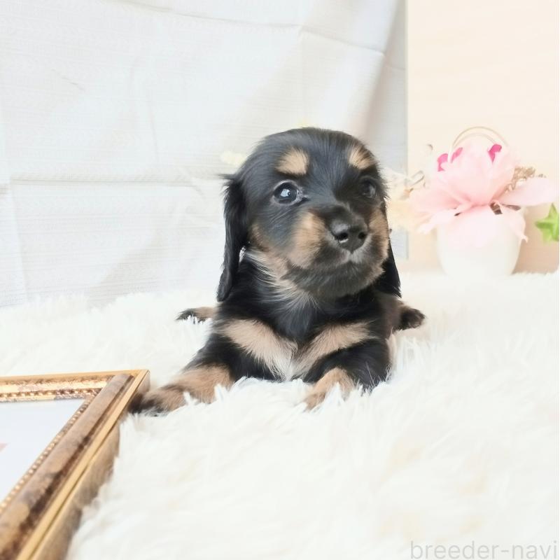 成約済の和歌山県のミニチュアダックスフンド(ロングヘアード)-432362の15枚目