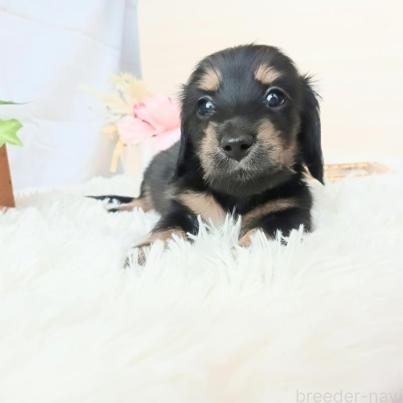 成約済の和歌山県のミニチュアダックスフンド(ロングヘアード)-432362の14枚目