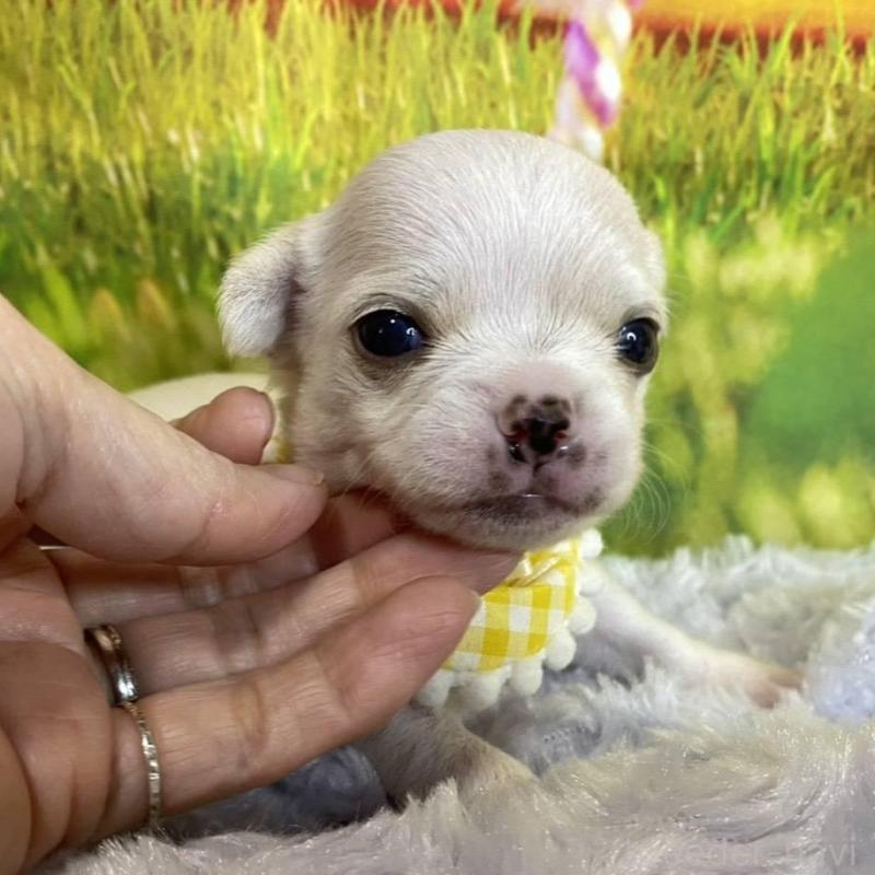 販売中の神奈川県のチワワ(スムースコート)-433294の1枚目