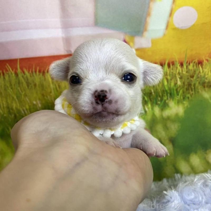 販売中の神奈川県のチワワ(スムースコート)-433294の6枚目