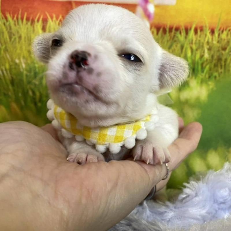 販売中の神奈川県のチワワ(スムースコート)-433294の5枚目