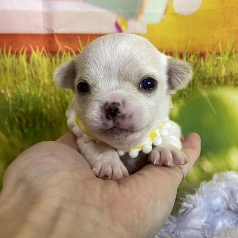 販売中の神奈川県のチワワ(スムースコート)-433294の3枚目